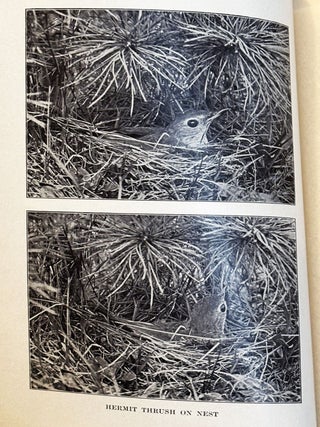 Notes on New England Birds